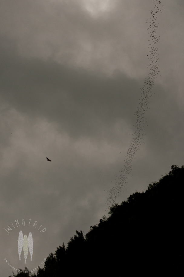 A pulsing stream of bats leaving the Gomantong Caves, Sabah, Malaysian Borneo. A Brahminy Kite is nearby, waiting to grab a meal. This was a favorite spot in Borneo. And the most terrifying drive of my life when we left that night. (2011)