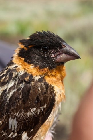 Banding birds in the high desert in late summer means lots of neotropical migrants who have finished breeding and are now trying to recover. This male Black-headed Grosbeak was the definition of worn, all his feathers were beat to shit. He's still incredible and I hope he made it to Mexico. (2010)