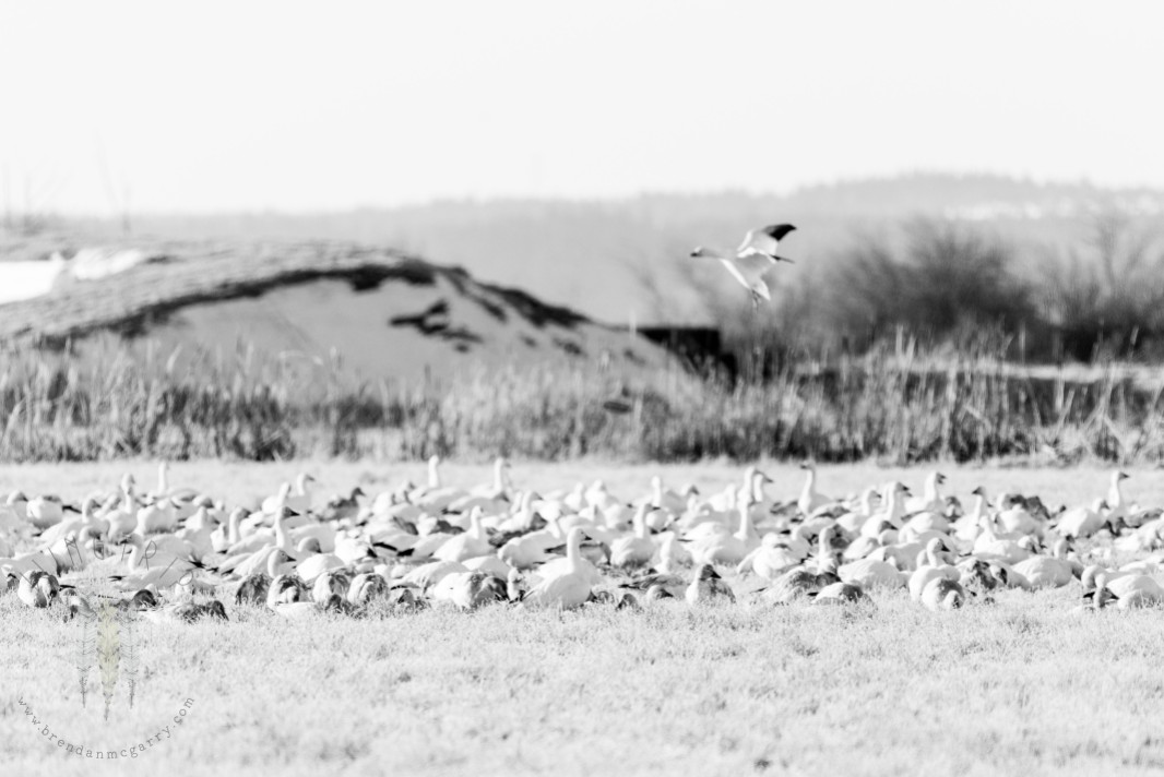 Snow Geese congregating in a field in the Skagit Valley.