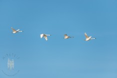 Trumpeter Swans flying by in the Skagit Valley.