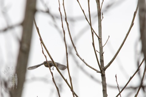An Audubon's Yellow-rumped Warbler flies between cottonwood tops.